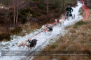 Racing Team in the Siberian Husky Club of GB Arden Grange Aviemore Sled Dog Rally 2012.