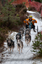 Racing Team in the Siberian Husky Club of GB Arden Grange Aviemore Sled Dog Rally 2012.