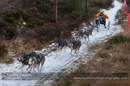 Racing Team in the Siberian Husky Club of GB Arden Grange Aviemore Sled Dog Rally 2012.