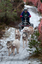 Racing Team in the Siberian Husky Club of GB Arden Grange Aviemore Sled Dog Rally 2012.