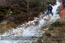 Racing Team in the Siberian Husky Club of GB Arden Grange Aviemore Sled Dog Rally 2012.