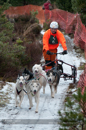 Racing Team in the Siberian Husky Club of GB Arden Grange Aviemore Sled Dog Rally 2012.
