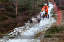 Racing Team in the Siberian Husky Club of GB Arden Grange Aviemore Sled Dog Rally 2012.