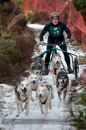 Racing Team in the Siberian Husky Club of GB Arden Grange Aviemore Sled Dog Rally 2012.