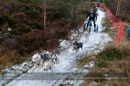Racing Team in the Siberian Husky Club of GB Arden Grange Aviemore Sled Dog Rally 2012.