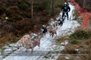 Racing Team in the Siberian Husky Club of GB Arden Grange Aviemore Sled Dog Rally 2012.