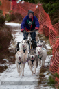 Racing Team in the Siberian Husky Club of GB Arden Grange Aviemore Sled Dog Rally 2012.