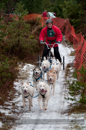 Racing Team in the Siberian Husky Club of GB Arden Grange Aviemore Sled Dog Rally 2012.