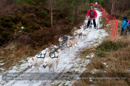 Racing Team in the Siberian Husky Club of GB Arden Grange Aviemore Sled Dog Rally 2012.