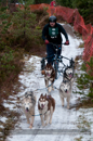 Racing Team in the Siberian Husky Club of GB Arden Grange Aviemore Sled Dog Rally 2012.