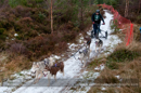 Racing Team in the Siberian Husky Club of GB Arden Grange Aviemore Sled Dog Rally 2012.