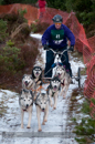 Racing Team in the Siberian Husky Club of GB Arden Grange Aviemore Sled Dog Rally 2012.