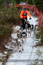 Racing Team in the Siberian Husky Club of GB Arden Grange Aviemore Sled Dog Rally 2012.
