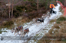 Racing Team in the Siberian Husky Club of GB Arden Grange Aviemore Sled Dog Rally 2012.