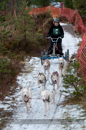 Racing Team in the Siberian Husky Club of GB Arden Grange Aviemore Sled Dog Rally 2012.