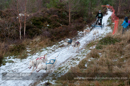 Racing Team in the Siberian Husky Club of GB Arden Grange Aviemore Sled Dog Rally 2012.