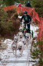 Racing Team in the Siberian Husky Club of GB Arden Grange Aviemore Sled Dog Rally 2012.