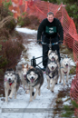 Racing Team in the Siberian Husky Club of GB Arden Grange Aviemore Sled Dog Rally 2012.
