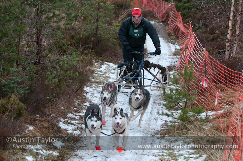 Racing Team in the Siberian Husky Club of GB Arden Grange Aviemore Sled Dog Rally 2012.