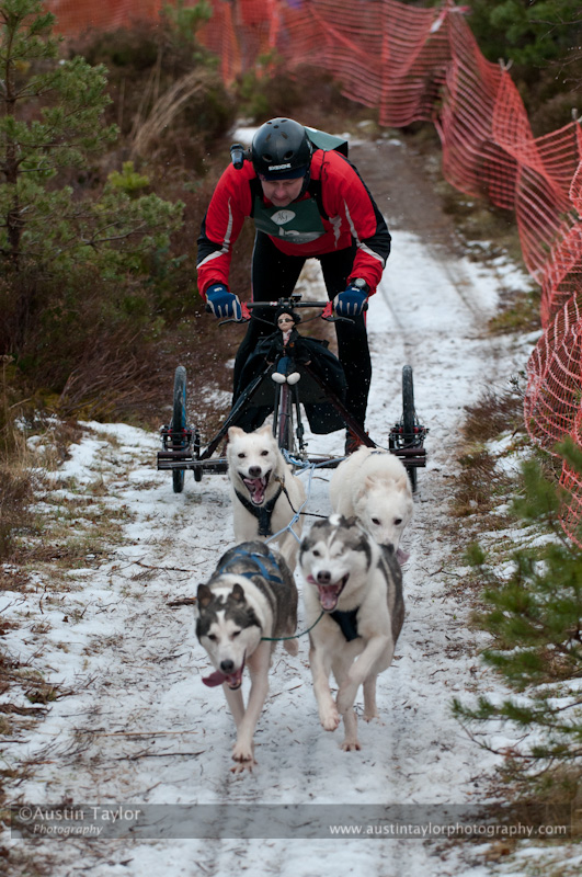 Racing Team in the Siberian Husky Club of GB Arden Grange Aviemore Sled Dog Rally 2012.