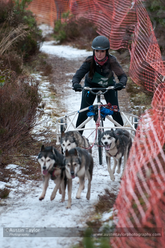 Racing Team in the Siberian Husky Club of GB Arden Grange Aviemore Sled Dog Rally 2012.
