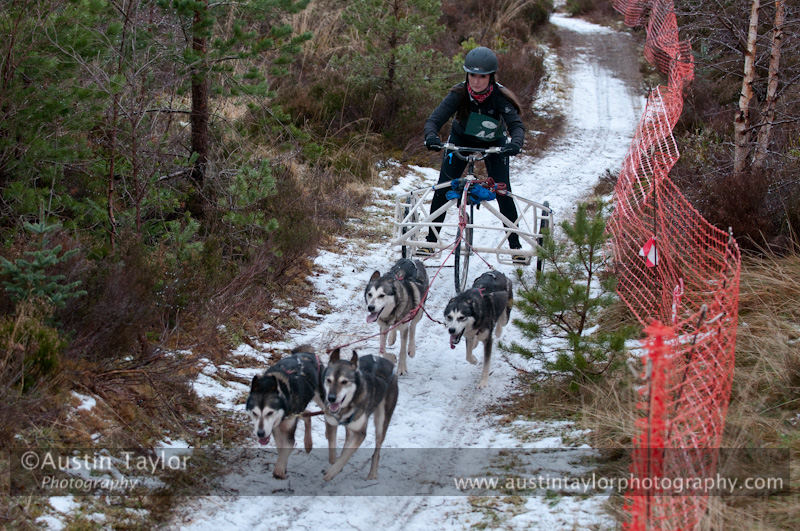 Racing Team in the Siberian Husky Club of GB Arden Grange Aviemore Sled Dog Rally 2012.