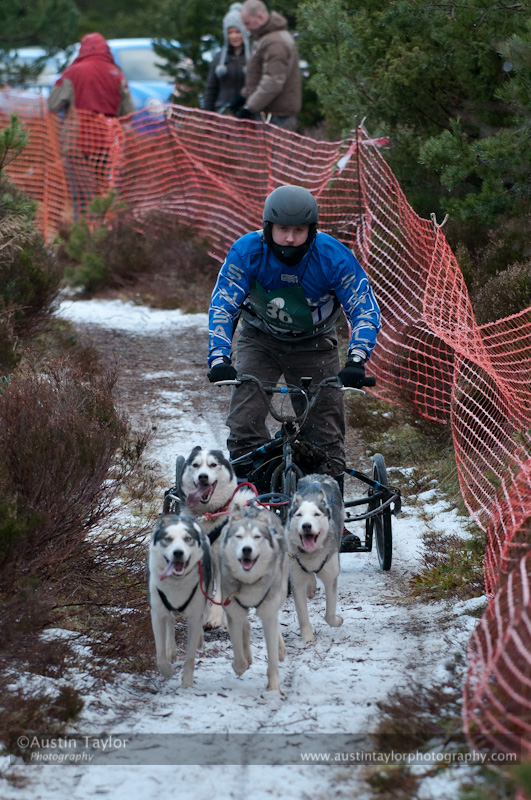 Racing Team in the Siberian Husky Club of GB Arden Grange Aviemore Sled Dog Rally 2012.