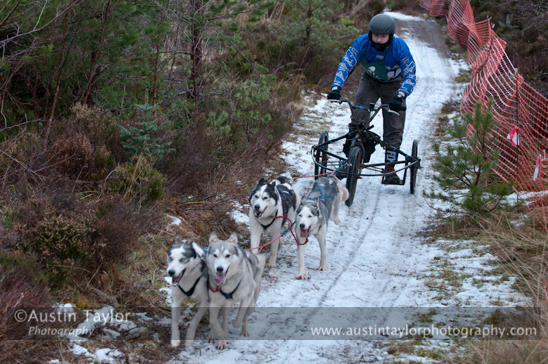 Racing Team in the Siberian Husky Club of GB Arden Grange Aviemore Sled Dog Rally 2012.