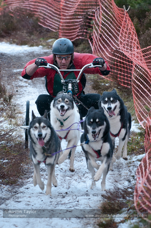 Racing Team in the Siberian Husky Club of GB Arden Grange Aviemore Sled Dog Rally 2012.