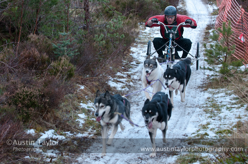 Racing Team in the Siberian Husky Club of GB Arden Grange Aviemore Sled Dog Rally 2012.