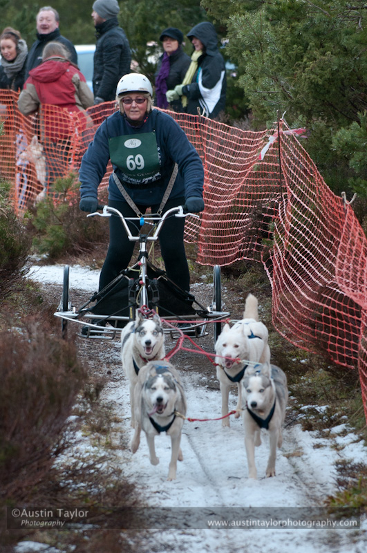 Racing Team in the Siberian Husky Club of GB Arden Grange Aviemore Sled Dog Rally 2012.