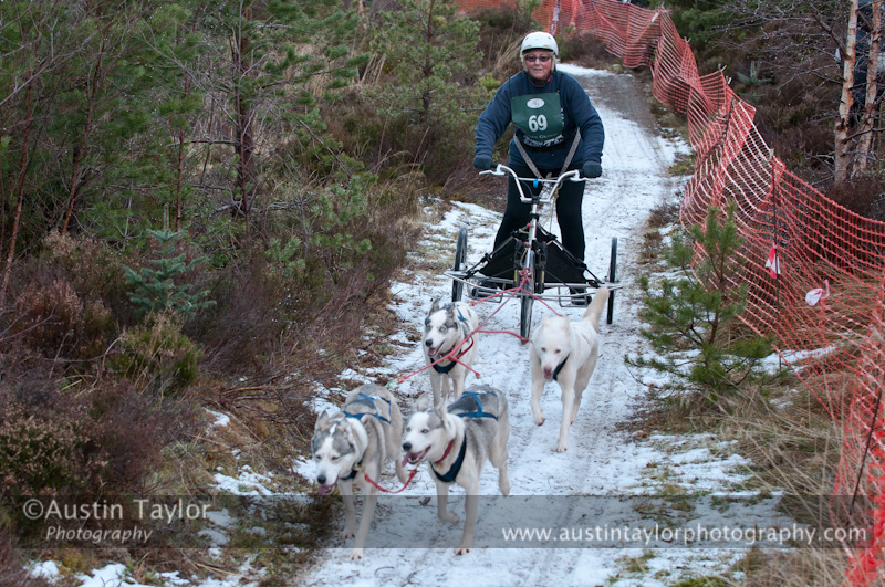 Racing Team in the Siberian Husky Club of GB Arden Grange Aviemore Sled Dog Rally 2012.