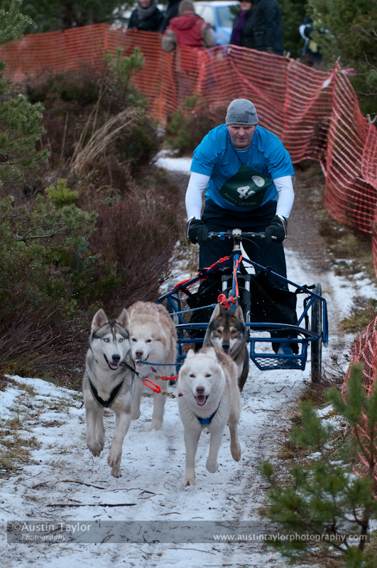 Racing Team in the Siberian Husky Club of GB Arden Grange Aviemore Sled Dog Rally 2012.