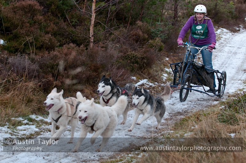 Racing Team in the Siberian Husky Club of GB Arden Grange Aviemore Sled Dog Rally 2012.