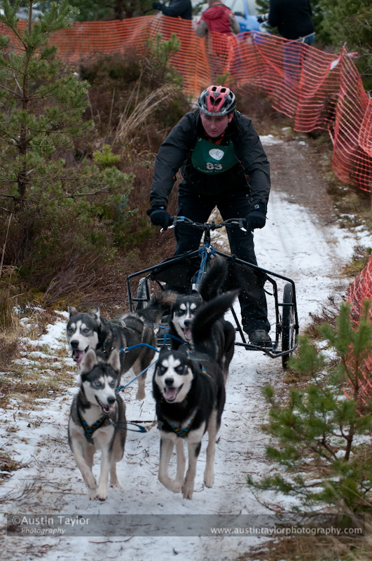 Racing Team in the Siberian Husky Club of GB Arden Grange Aviemore Sled Dog Rally 2012.