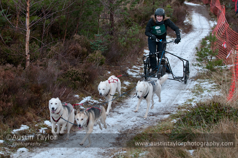 Racing Team in the Siberian Husky Club of GB Arden Grange Aviemore Sled Dog Rally 2012.