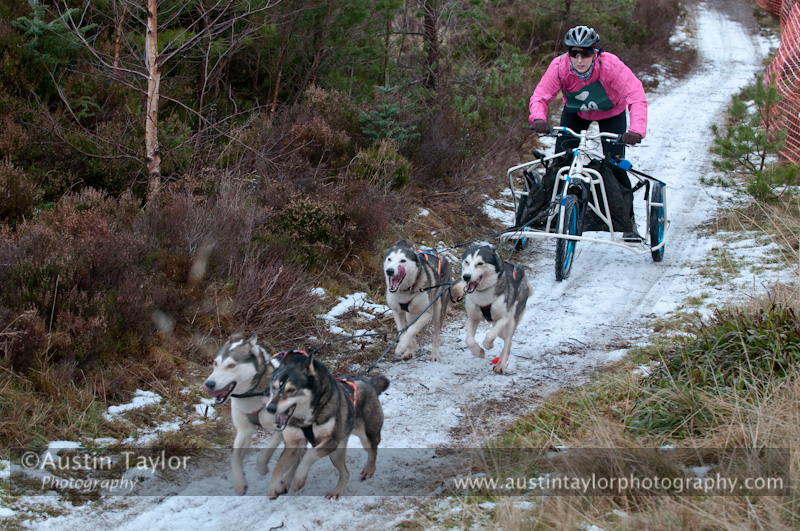 Racing Team in the Siberian Husky Club of GB Arden Grange Aviemore Sled Dog Rally 2012.
