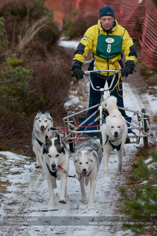 Racing Team in the Siberian Husky Club of GB Arden Grange Aviemore Sled Dog Rally 2012.