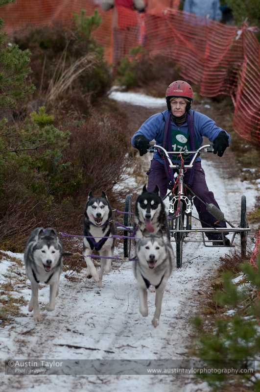 Racing Team in the Siberian Husky Club of GB Arden Grange Aviemore Sled Dog Rally 2012.