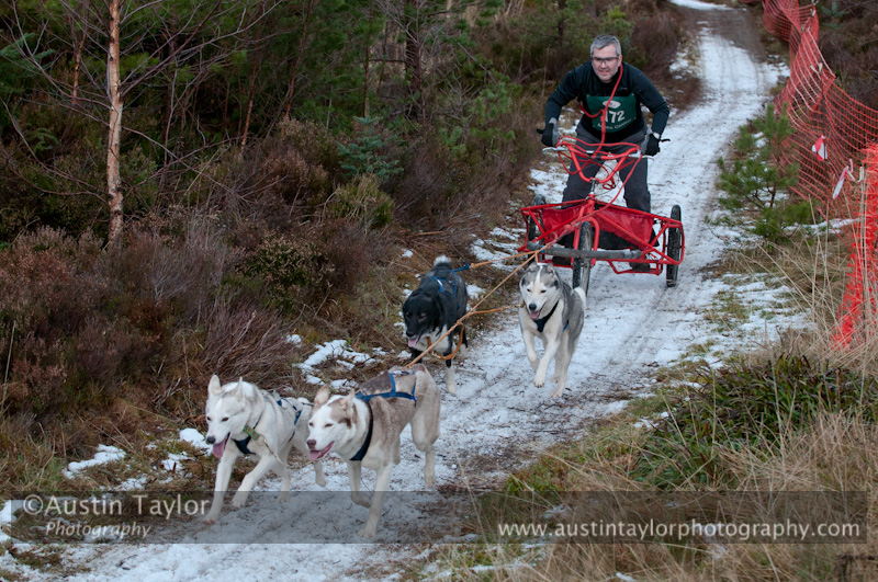 Racing Team in the Siberian Husky Club of GB Arden Grange Aviemore Sled Dog Rally 2012.