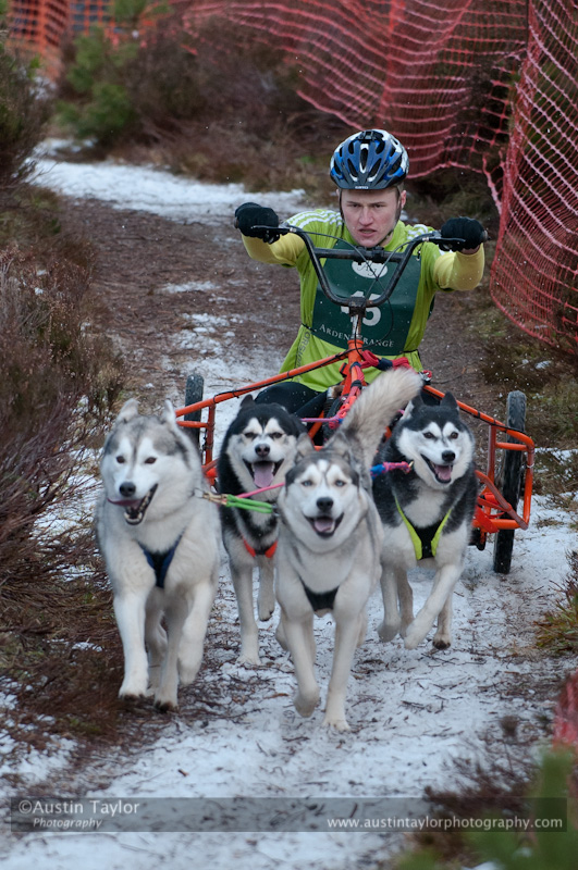 Racing Team in the Siberian Husky Club of GB Arden Grange Aviemore Sled Dog Rally 2012.