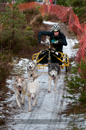 Racing Team in the Siberian Husky Club of GB Arden Grange Aviemore Sled Dog Rally 2012.