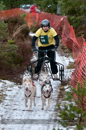 Racing Team in the Siberian Husky Club of GB Arden Grange Aviemore Sled Dog Rally 2012.