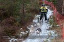 Racing Team in the Siberian Husky Club of GB Arden Grange Aviemore Sled Dog Rally 2012.