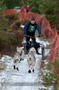 Racing Team in the Siberian Husky Club of GB Arden Grange Aviemore Sled Dog Rally 2012.