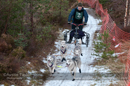 Racing Team in the Siberian Husky Club of GB Arden Grange Aviemore Sled Dog Rally 2012.