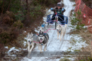 Racing Team in the Siberian Husky Club of GB Arden Grange Aviemore Sled Dog Rally 2012.