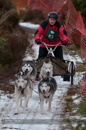 Racing Team in the Siberian Husky Club of GB Arden Grange Aviemore Sled Dog Rally 2012.