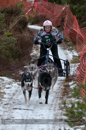 Racing Team in the Siberian Husky Club of GB Arden Grange Aviemore Sled Dog Rally 2012.