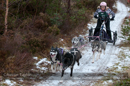 Racing Team in the Siberian Husky Club of GB Arden Grange Aviemore Sled Dog Rally 2012.